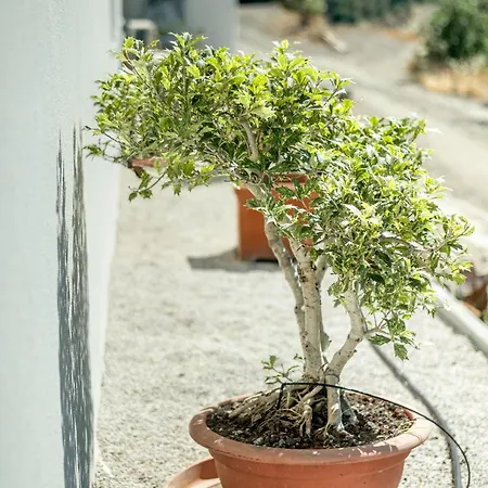 Portugals Infinity Eco *