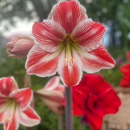 Portugals Infinity Eco Séjour à la ferme Tavira