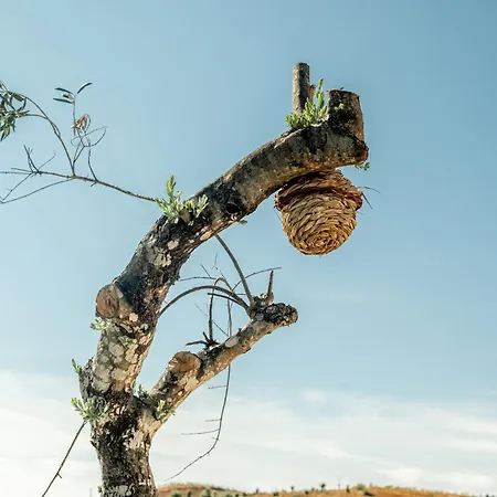 Κατάλυμα σε φάρμα Portugals Infinity Eco